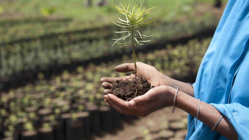 Seedling in a nursery