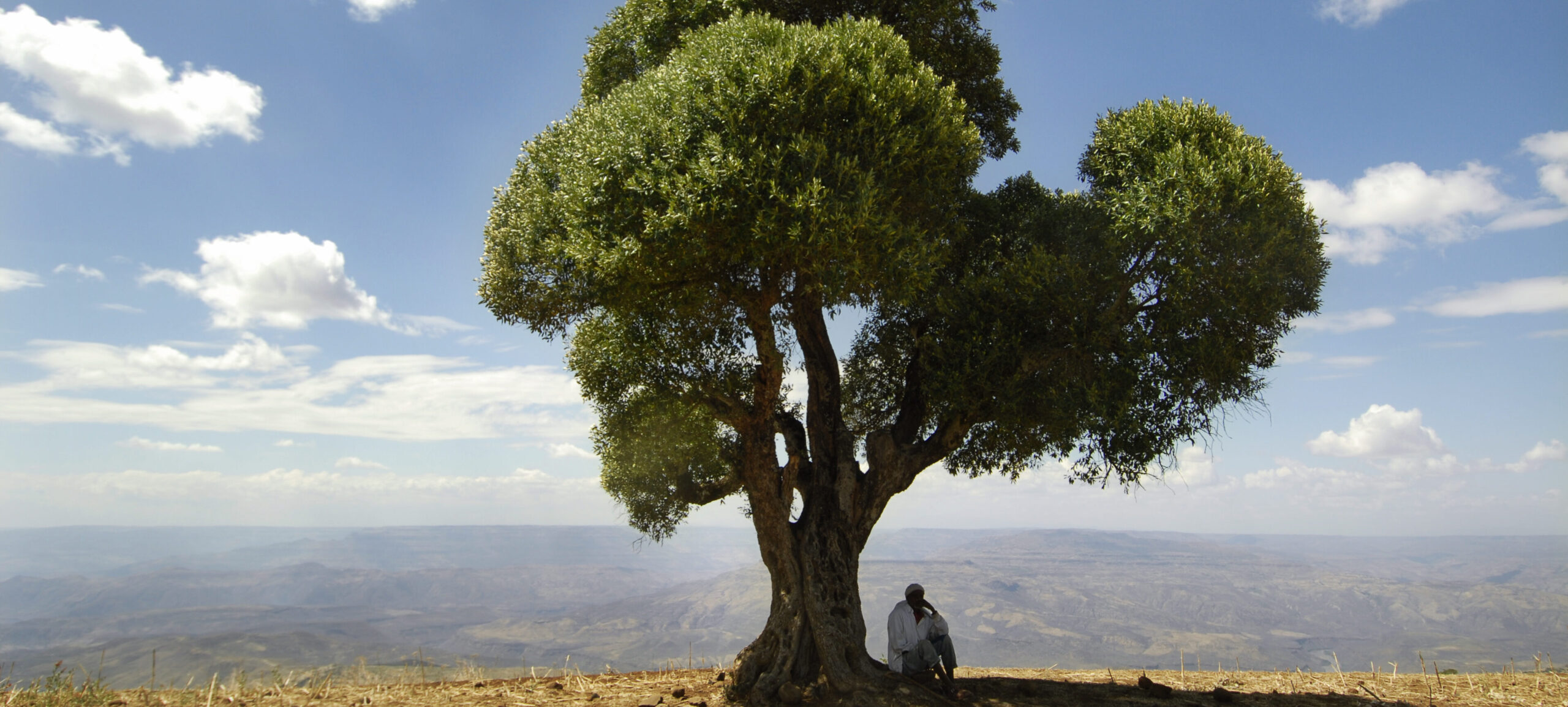 Man in search of shade under a big tree in front of a valley