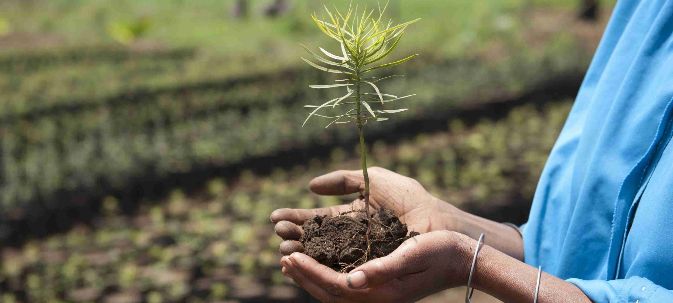 Babile project area, Kundudu reforestation project extension. Tree nursery in the village of Chala Podocarpus seedling Photographer: Rainer Kwiotek Image is free for editorial use. Please credit: Rainer Kwiotek