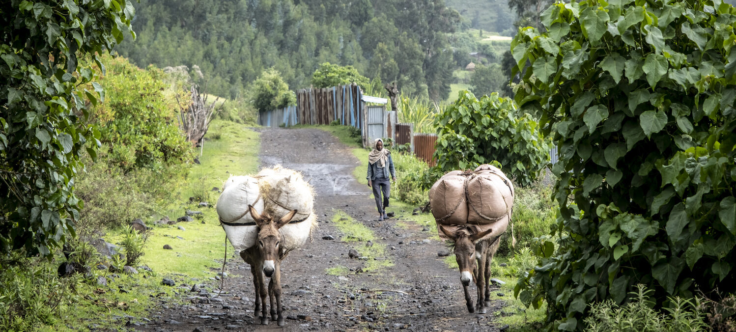 Farmer with two donkeys in the Ankober project area