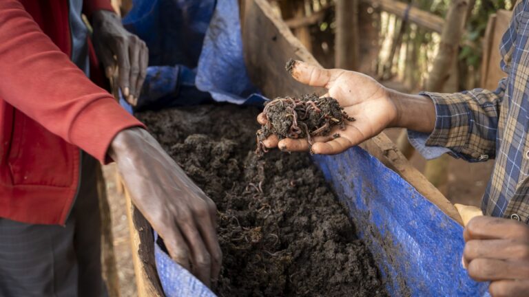 Man holds soil in his hand in which are worms .