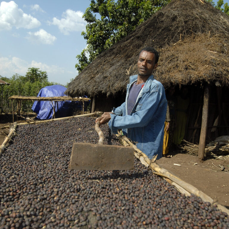 Young man works in a coffee co-operative