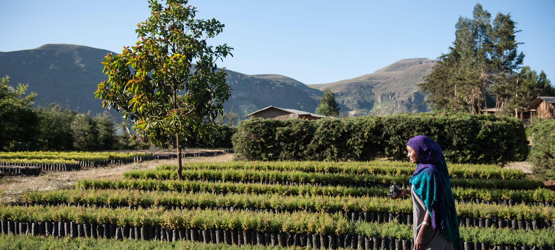 Woman at a tree nursery