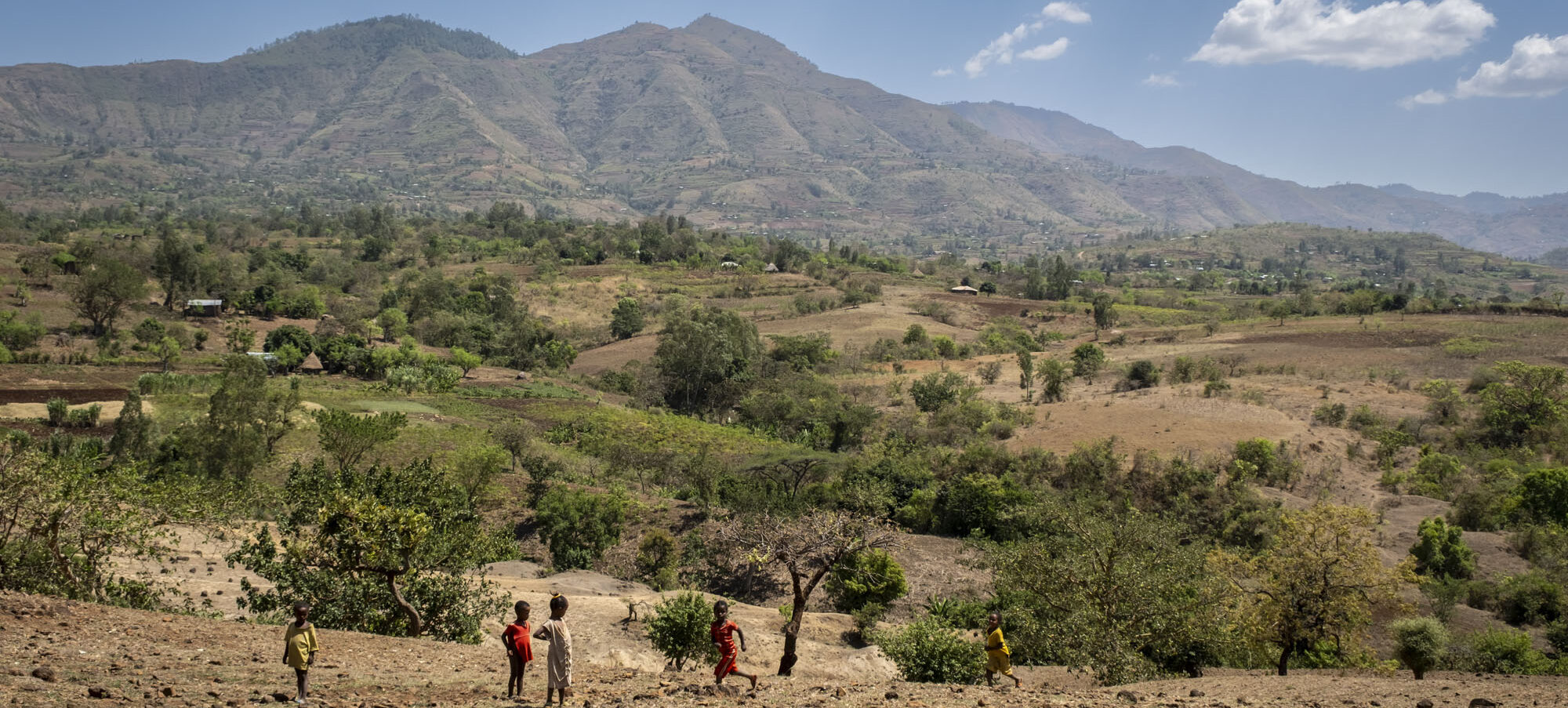 Reforestation in the Boreda project area