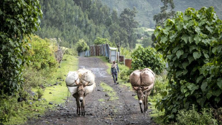 Farmer with two donkeys in the Ankober project area