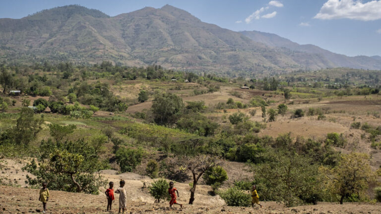 Reforestation in the Boreda project area