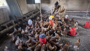 Projektgebiet Boreda. Mebrat Bekele, 25 (In Hühnerfarm) ist eine von fünf jungen Frauen und Männern, die mit Hilfe von Menschen für Menschen eine Hühnerfarm führen - Einkommen