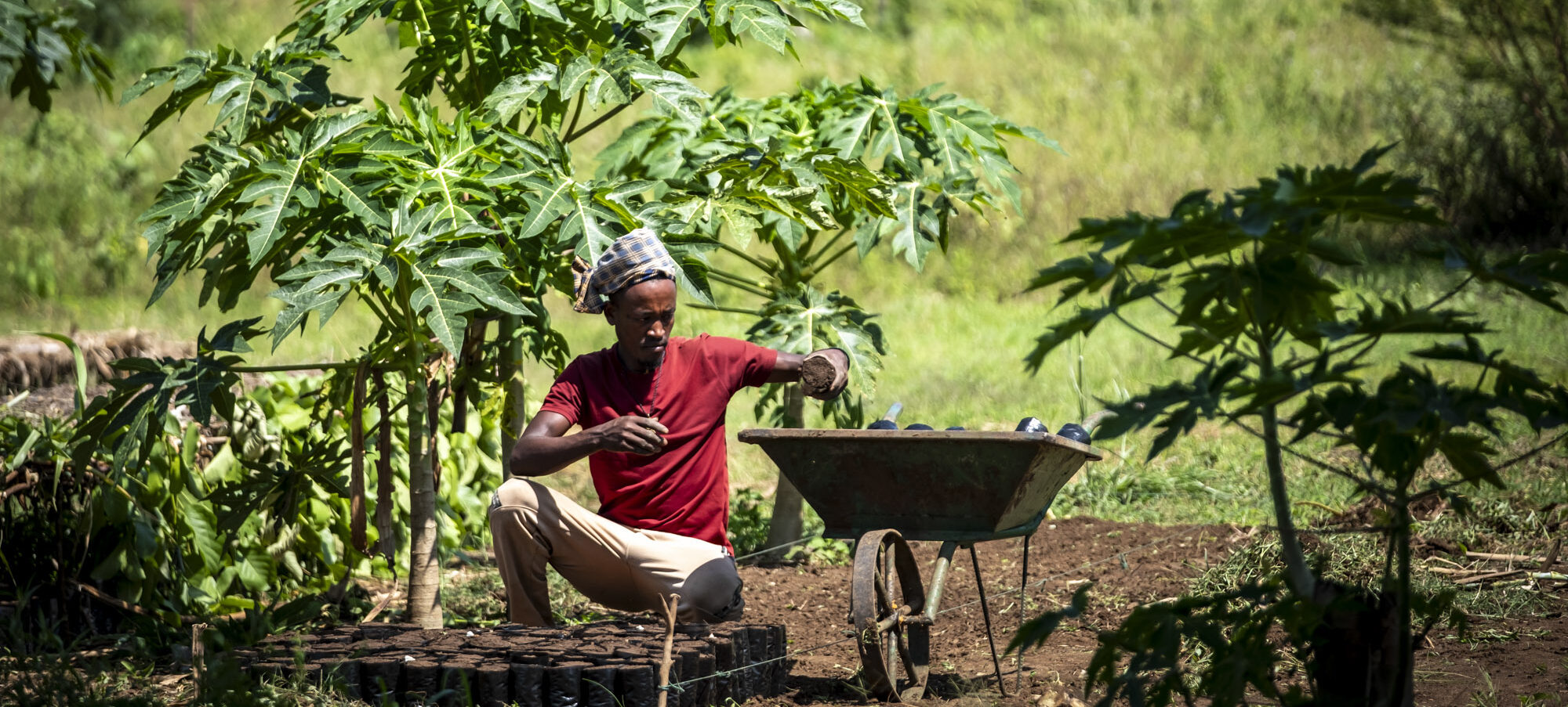 Farmer works in a field. Next to him is a wheelbarrow.