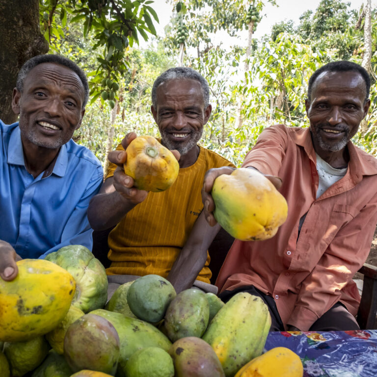 Three smiling men are offering papayas, and there are more papayas on the table in front of them.