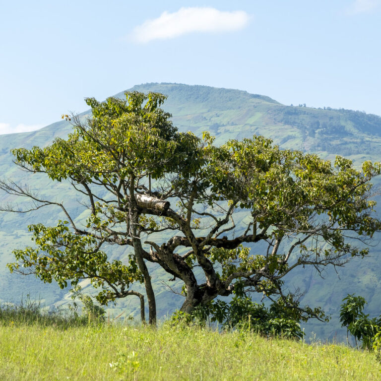 Large tree in a green landscape with hills in the background.
