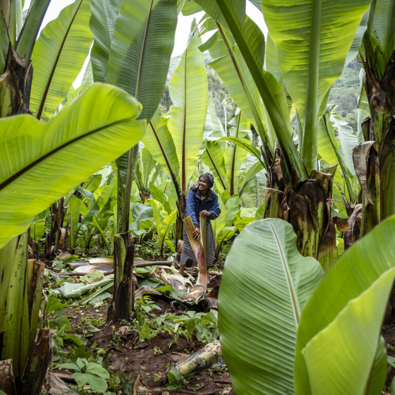 The person stands in the middle of tall green banana trees in a dense plantation, surrounded by lush foliage.