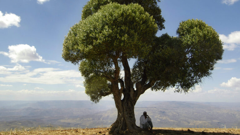 Man in search of shade under a big tree in front of a valley