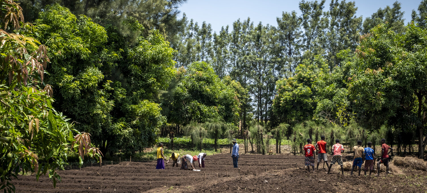 A group of people is working in a tree nursery.