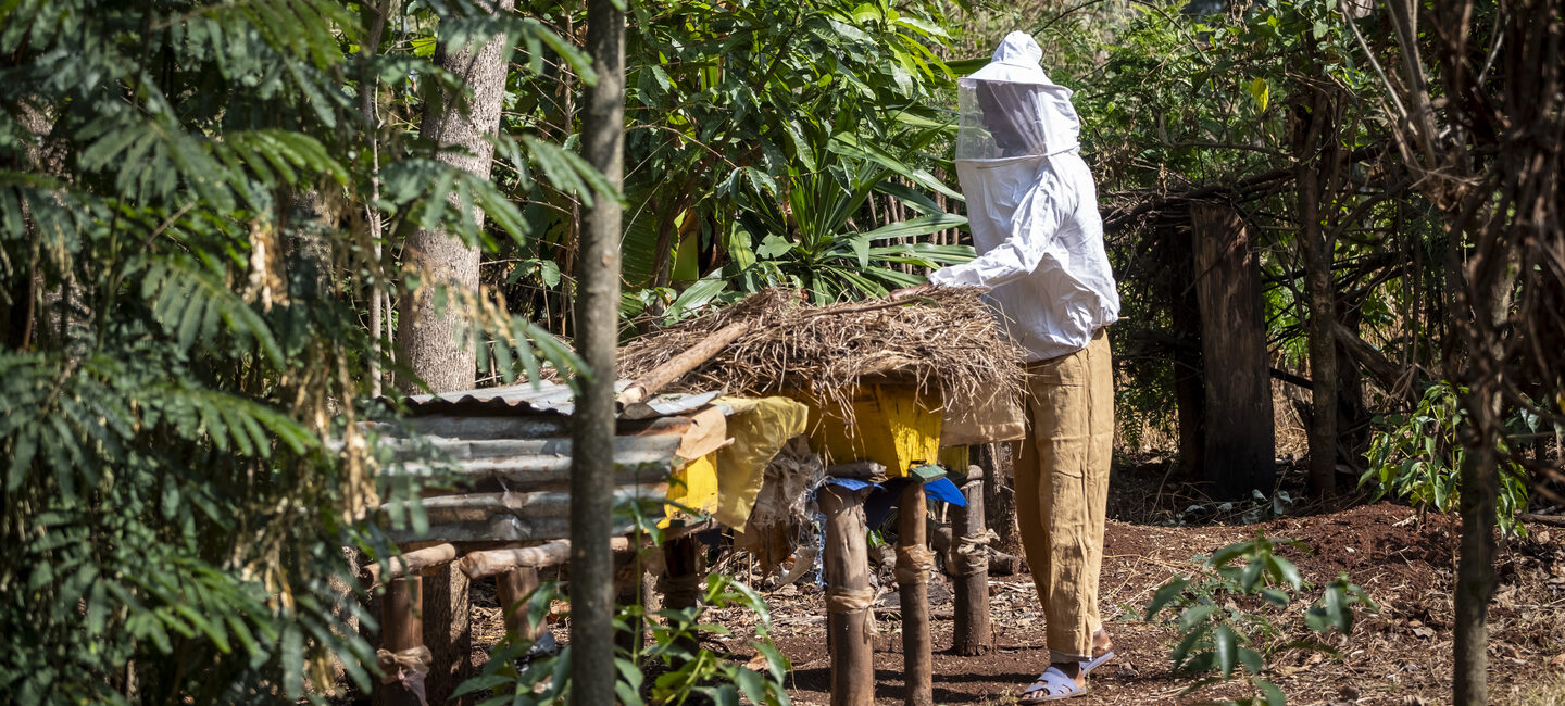 A beekeeper working at his beehive.