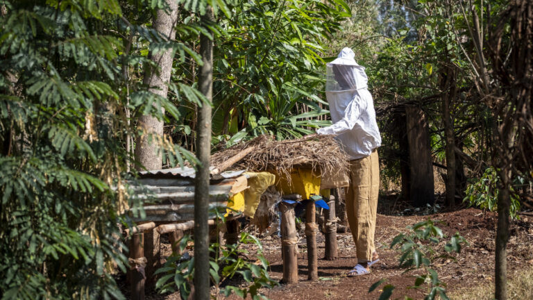 A beekeeper working at his beehive.
