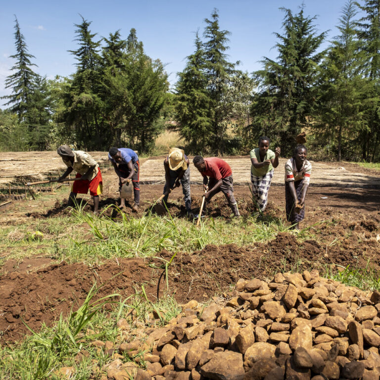 A group of workers is working at a plant nursery.