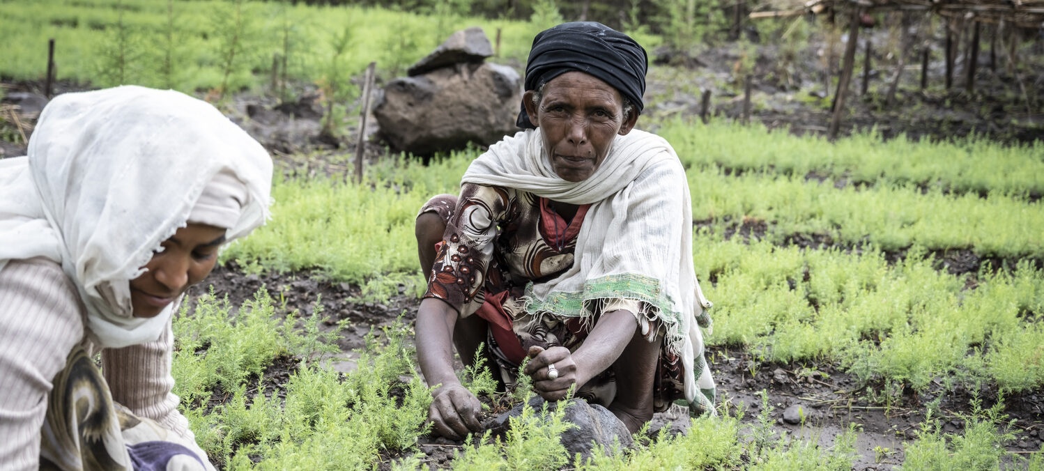 Two women working in a green field.