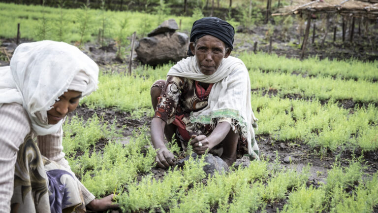 Two women working in a green field.