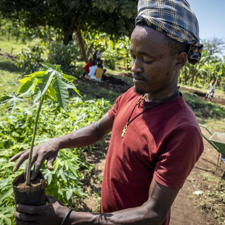 An employee of a plant nursery is holding a seedling in his hand.