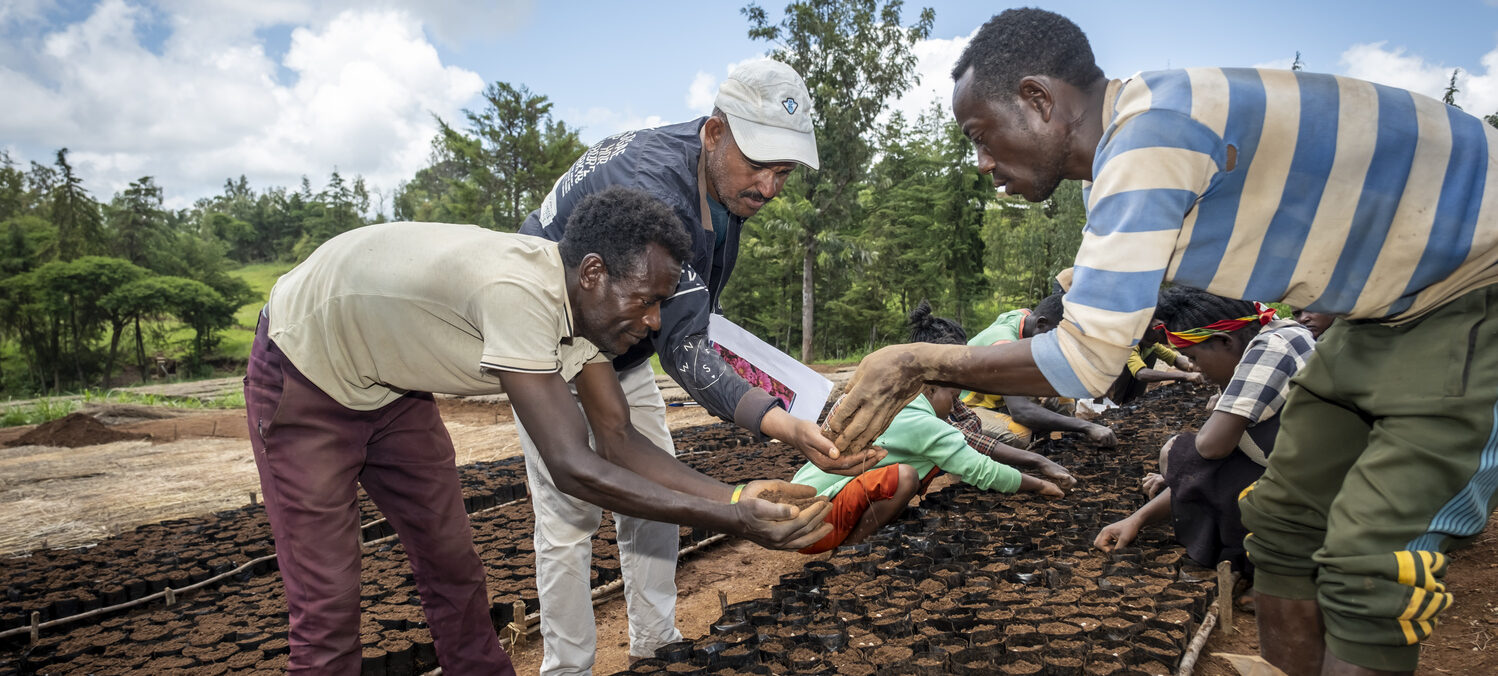 Three men are planting seedlings.