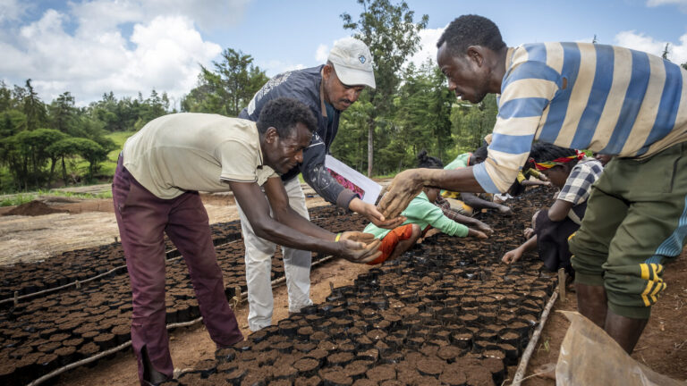 Three men are planting seedlings.
