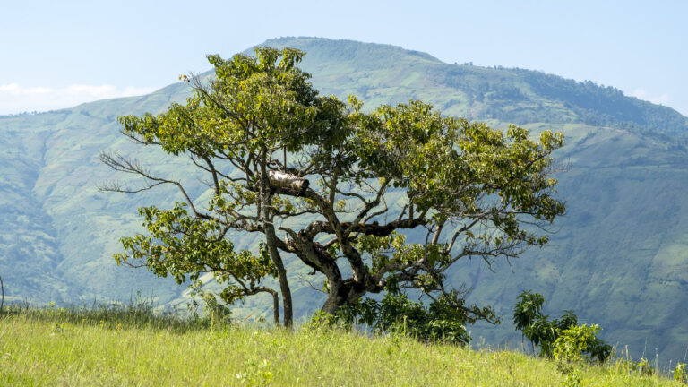 A lone tree in a meadow, with green mountains in the background.