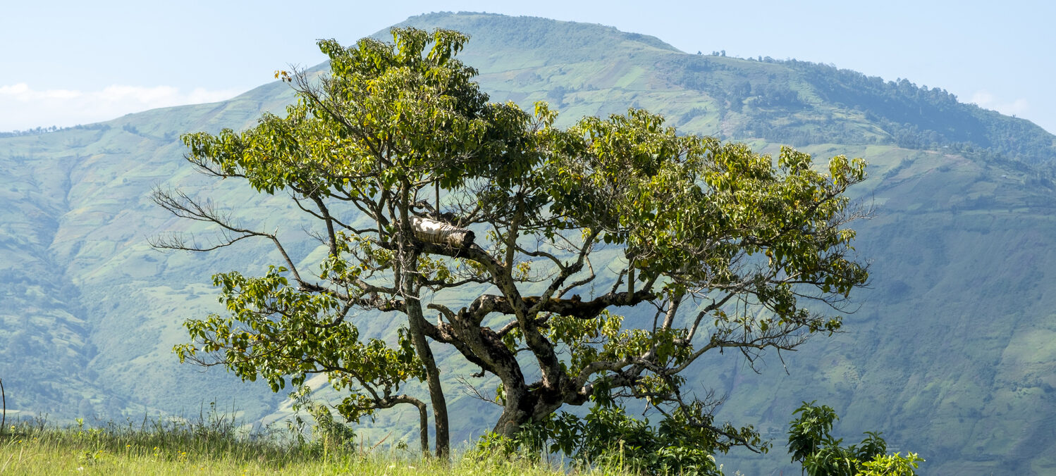 A green tree in a meadow with green hills in the background.
