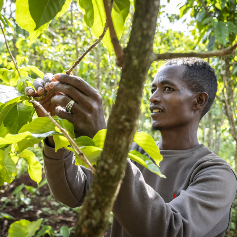 A farmer taking care of his plants in the field