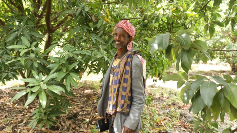 A man is standing in a green fruit orchard.