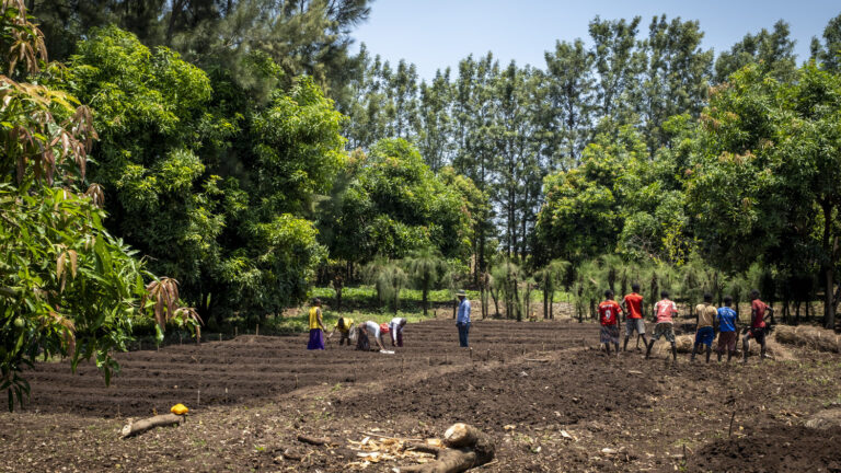 A group of people is working in a tree nursery.