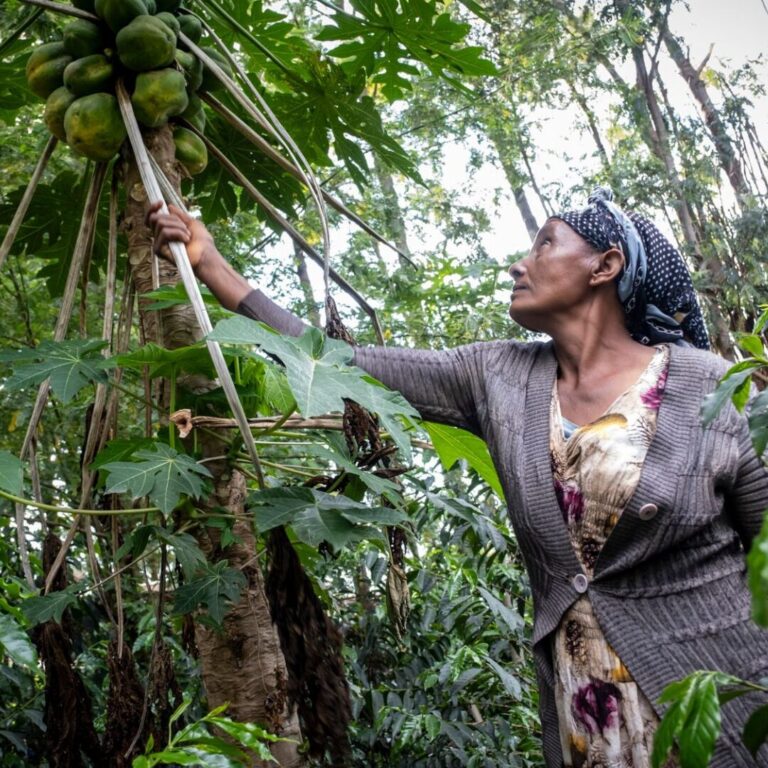 A woman reaches for a fruit on a tree