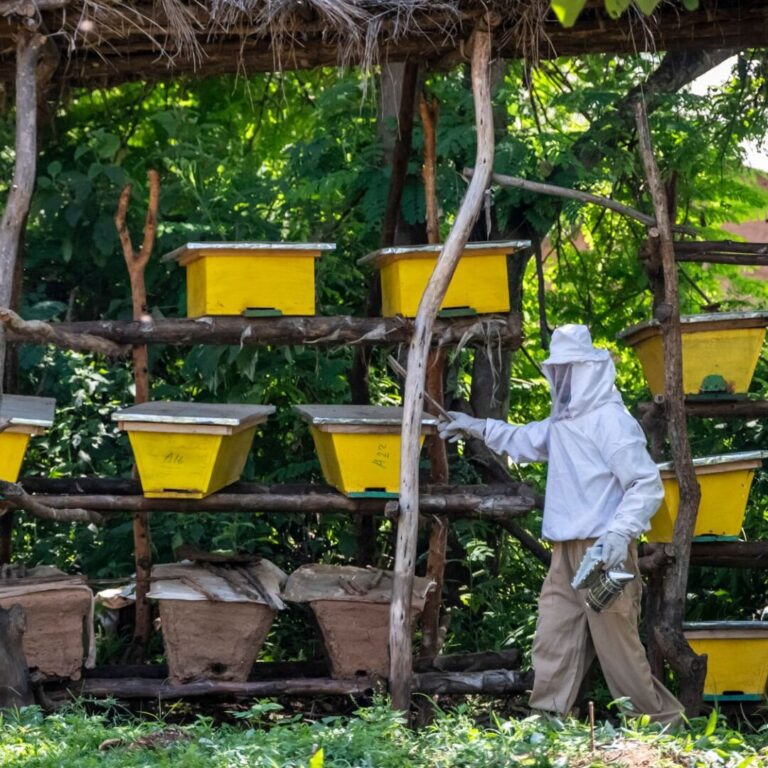 A beekeeper in front of his beehives