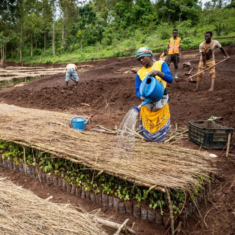 A woman watering a field with a watering can.