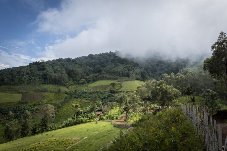 A landscape of a green forest.
